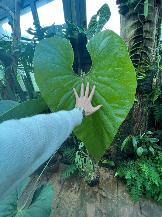 Entretien Anthuriums : Conseils