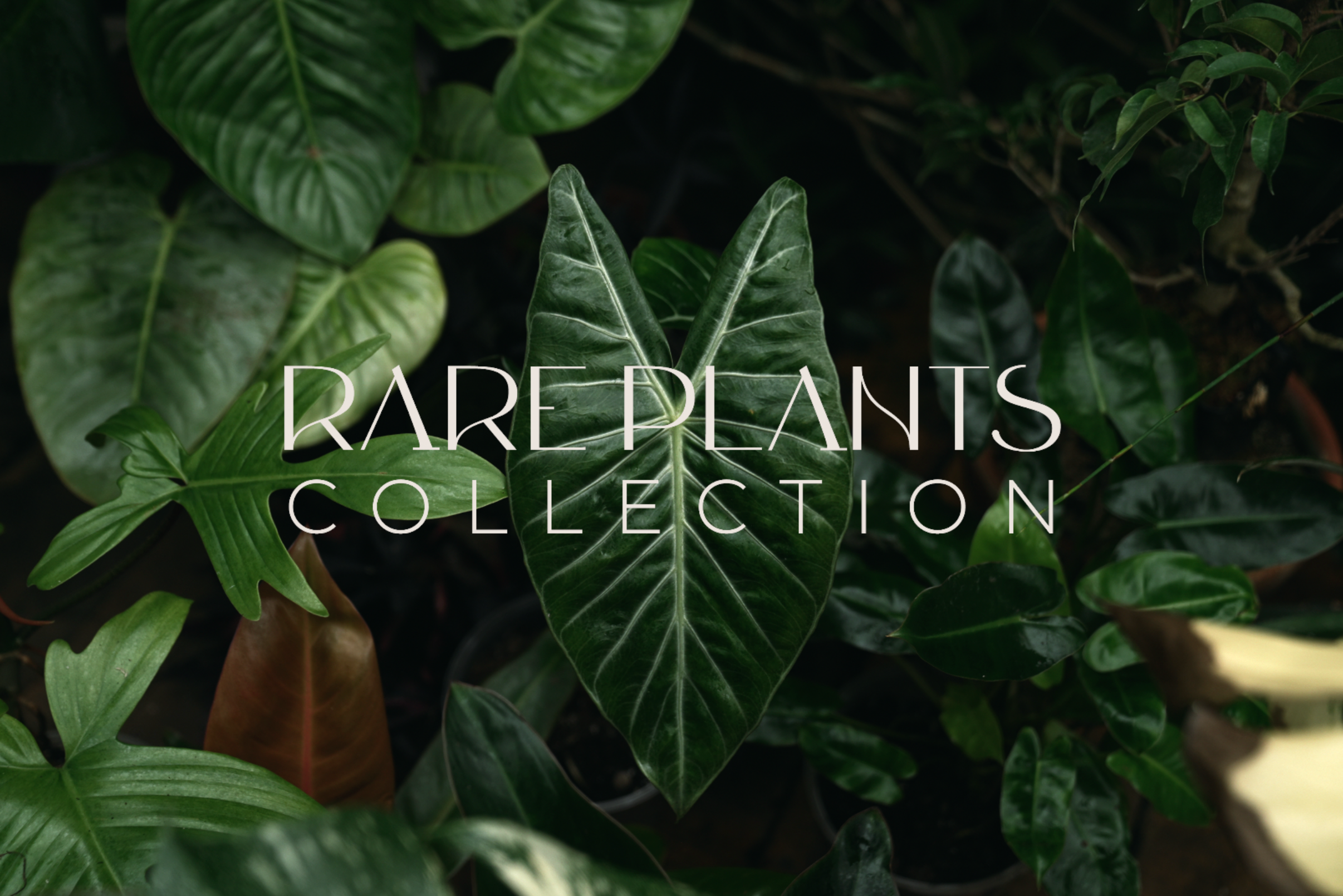 Monstera Membraceana Madison | Rare Indoor Plant