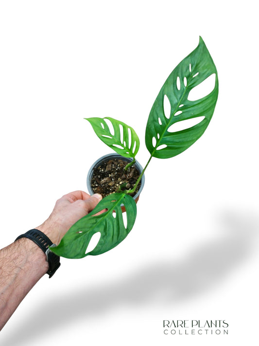 Monstera Obliqua x Adansonii