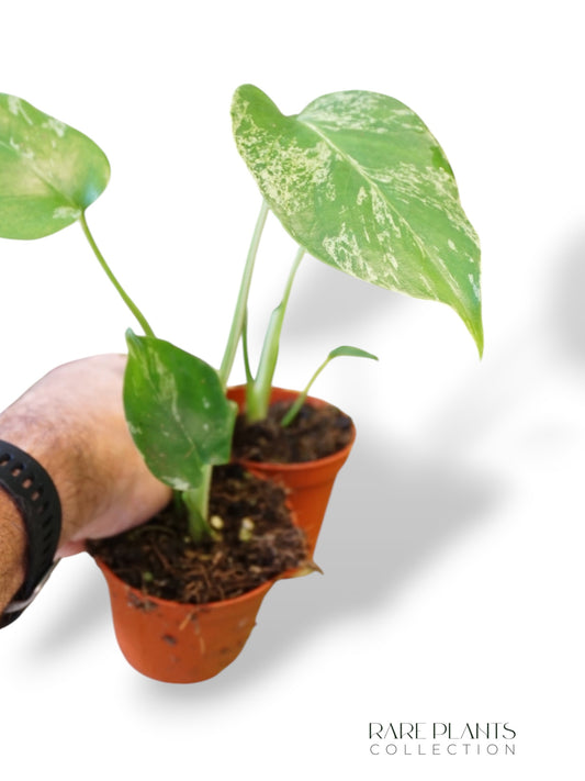 Monstera Bisasam Baby