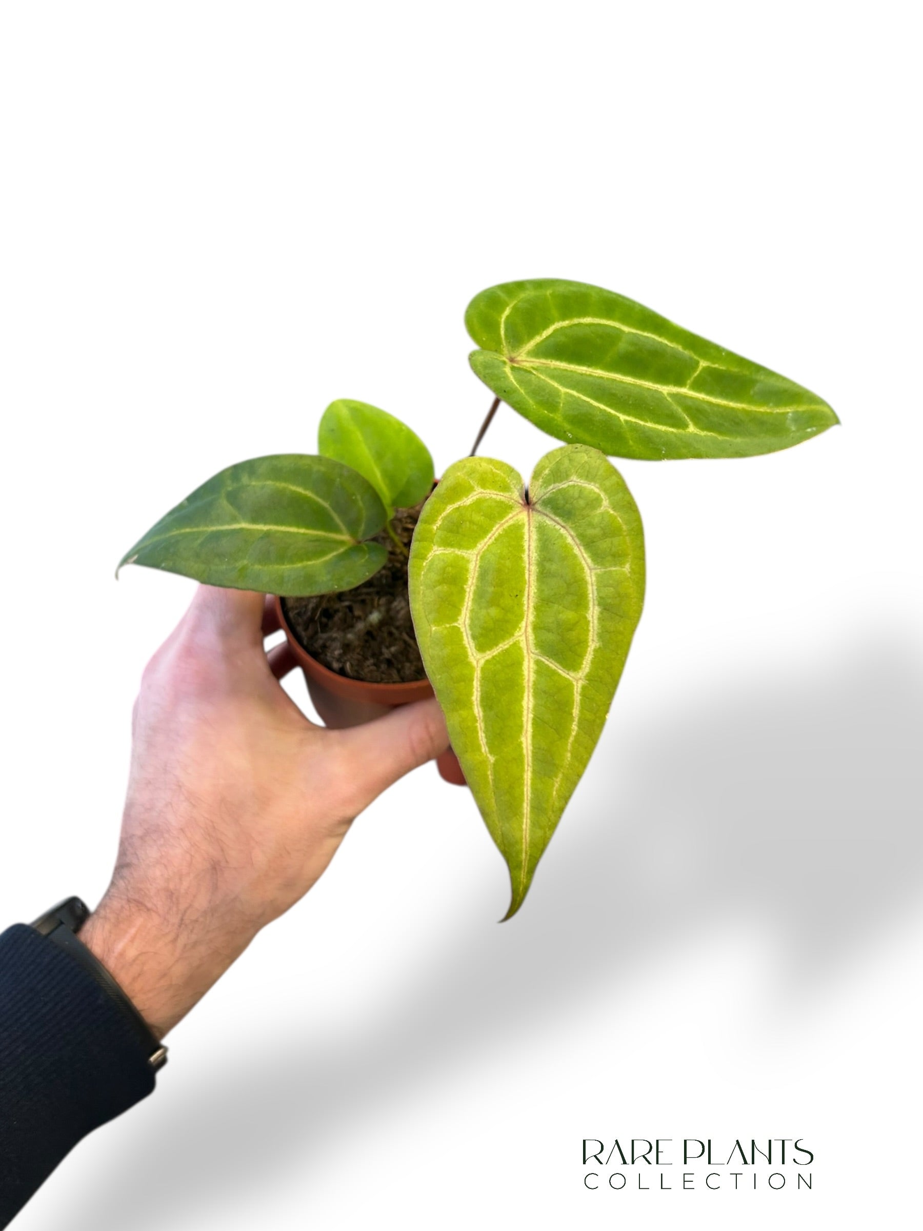 Anthurium Goliath x Blood Queen – Rare Plants Collection