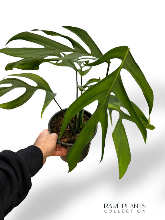 Monstera Croatii
