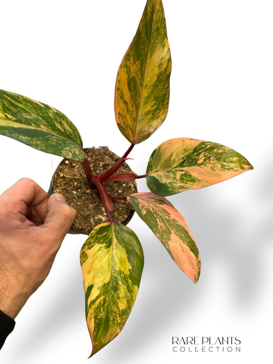 Philodendron-Apfel-Crumble