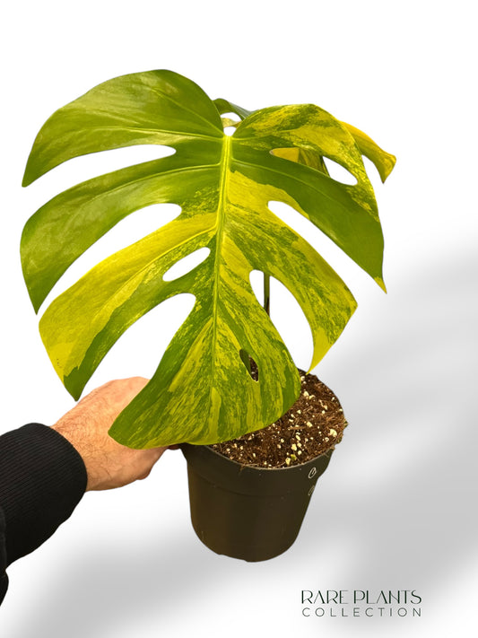 Monstera Aurea (Marmorata)
