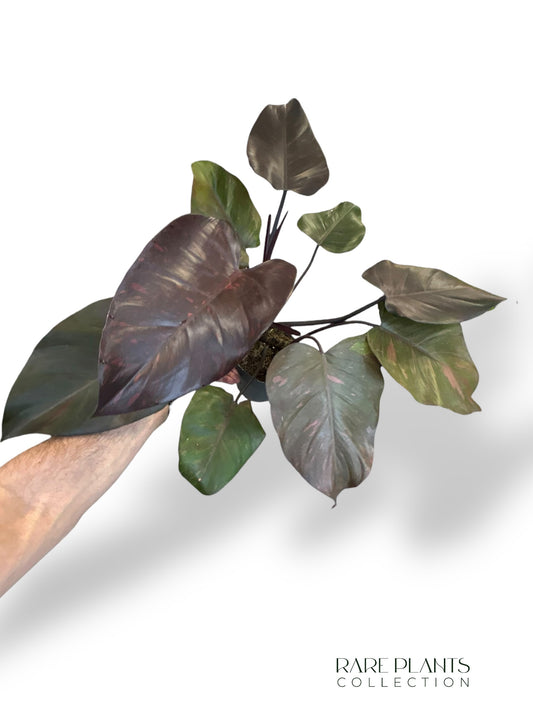 Philodendron Orange Princess