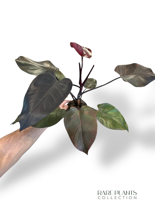 Philodendron Orange Princess