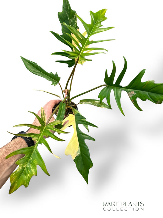 Philodendron Florida Beauty x Tortum Variegata