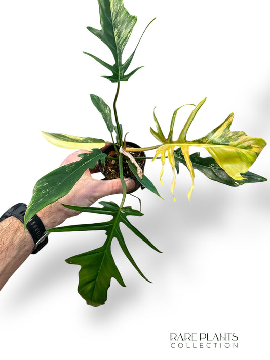 Philodendron Florida Beauty x Tortum Variegata