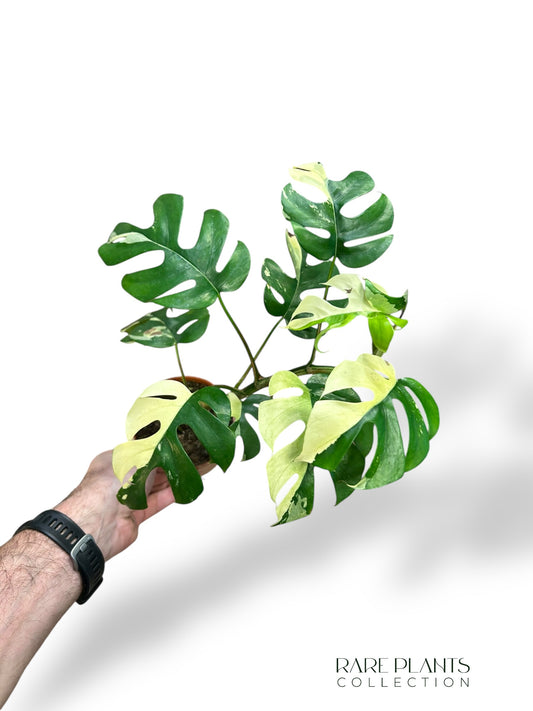 Rhaphidophora Tetrasperma Variegata - Monstera Minima Variegata