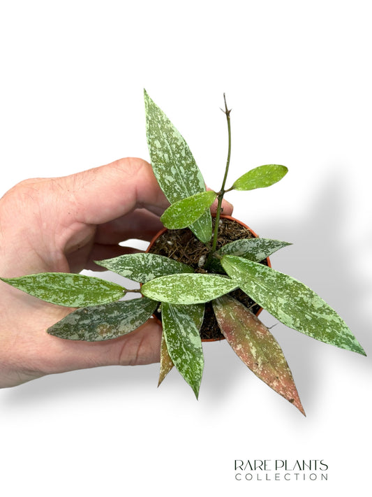 Hoya Lacunosa Laos