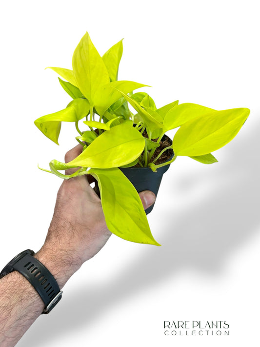 Epipremnum Champs Elysees