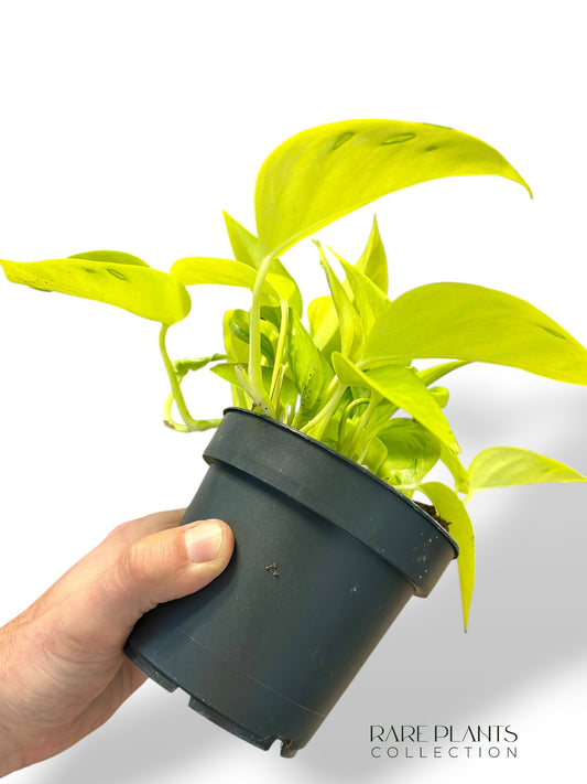 Epipremnum Champs Elysees