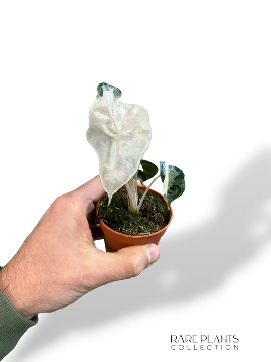 Alocasia Polly Pink Lava