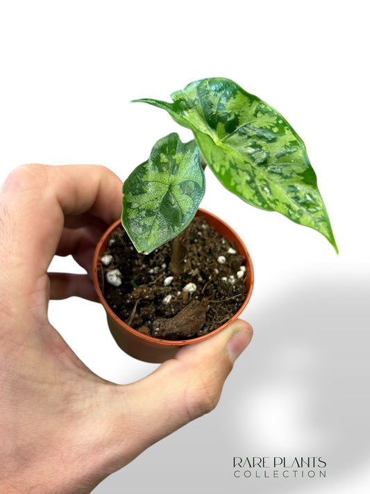 Alocasia Shattered Glass