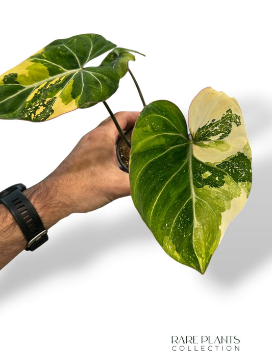 Philodendron Gloriosum Tricolor