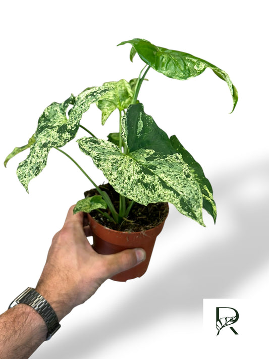Syngonium Mojito