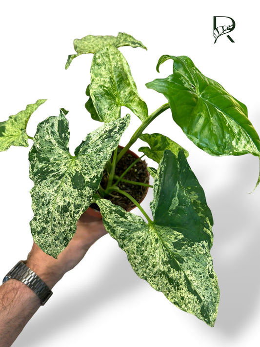 Syngonium Mojito