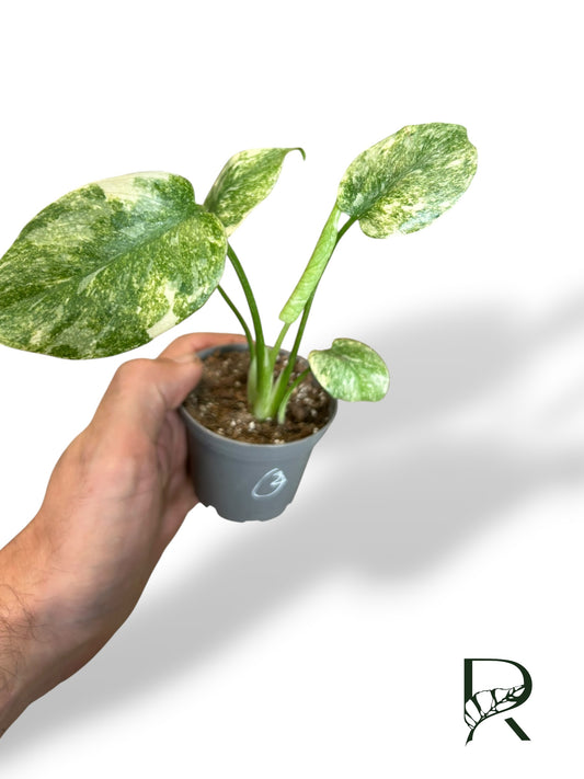 Monstera Legacy