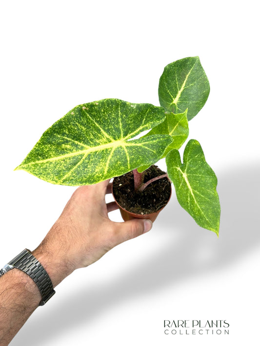 Alocasia New Guinea Gold (baby)