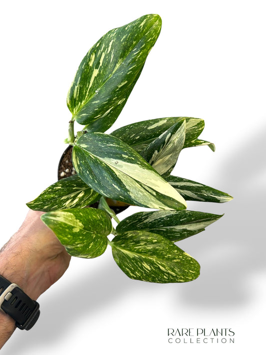Monstera Standleyana Stardust