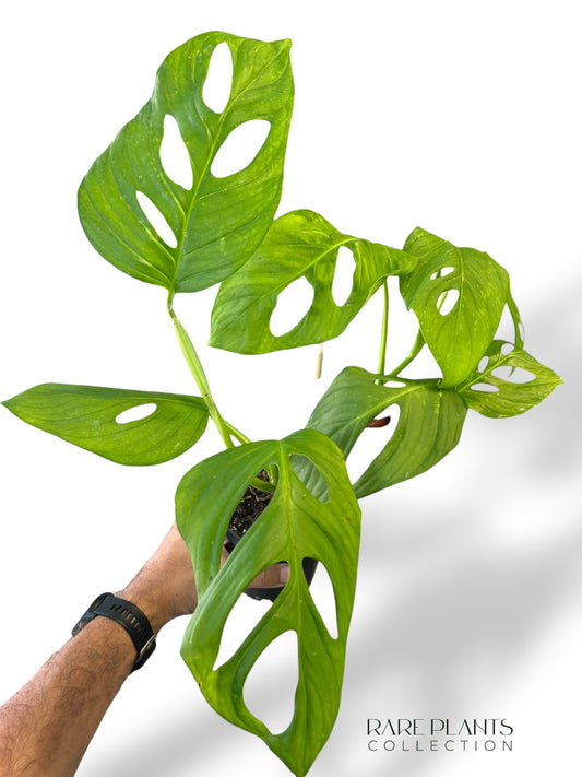 Monstera Loli