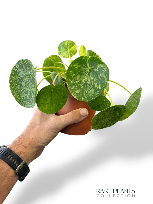 Pilea Mojito