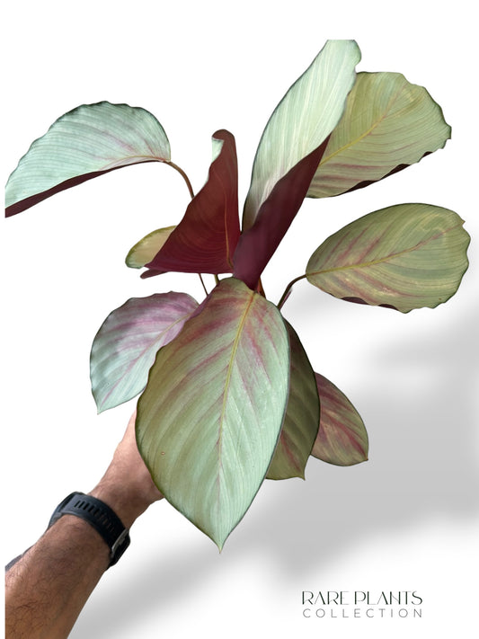 Calathea Rosea Picta Silver Plate