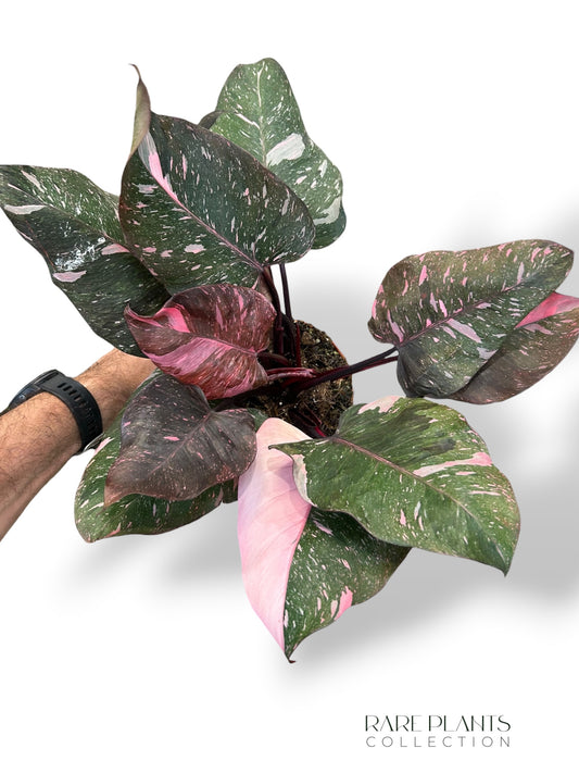 Philodendron Pink Princess Marmor