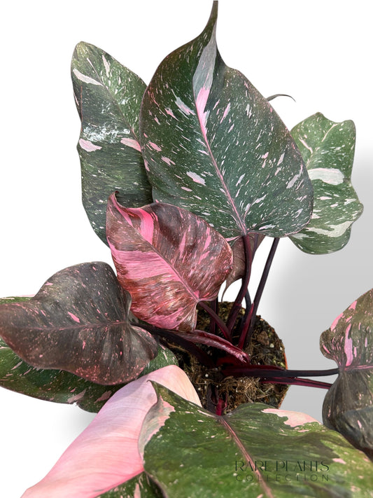 Philodendron Pink Princess Marmor