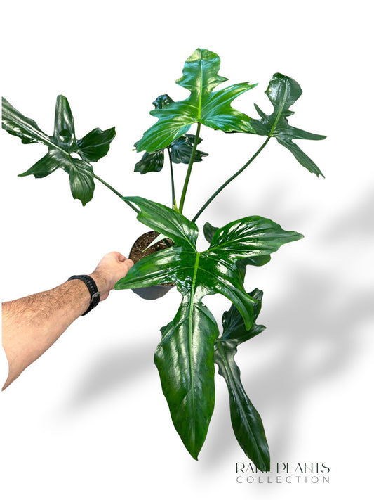 Philodendron Golden Dragon