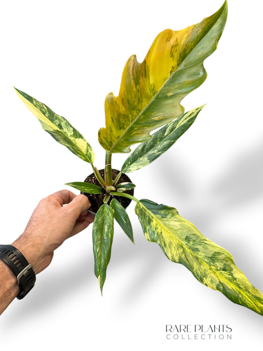 Philodendron Caramel Marble Variegata