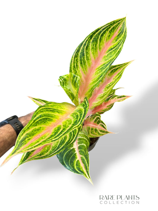 Aglaonema Eyecatcher