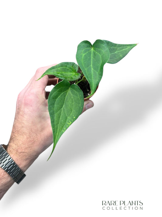 Anthurium Delta Force baby