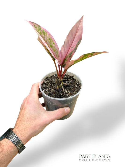 Anthurium Hookery Pink Variegata
