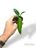 Anthurium warocqueanum baby