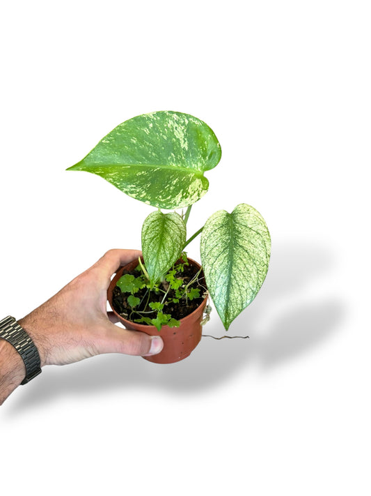 Monstera White Monster kunzo rare plants collection japon japonaise japonnaise japan japanese