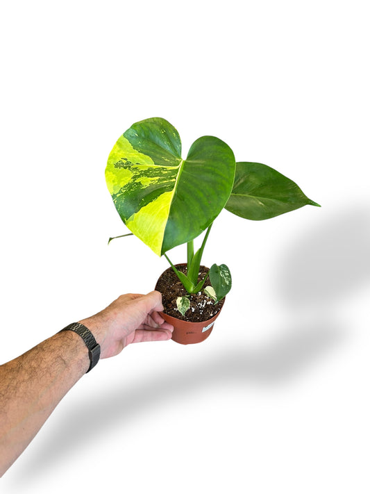 Monstera Deliciosa Aurea rare plants collection marcelarium