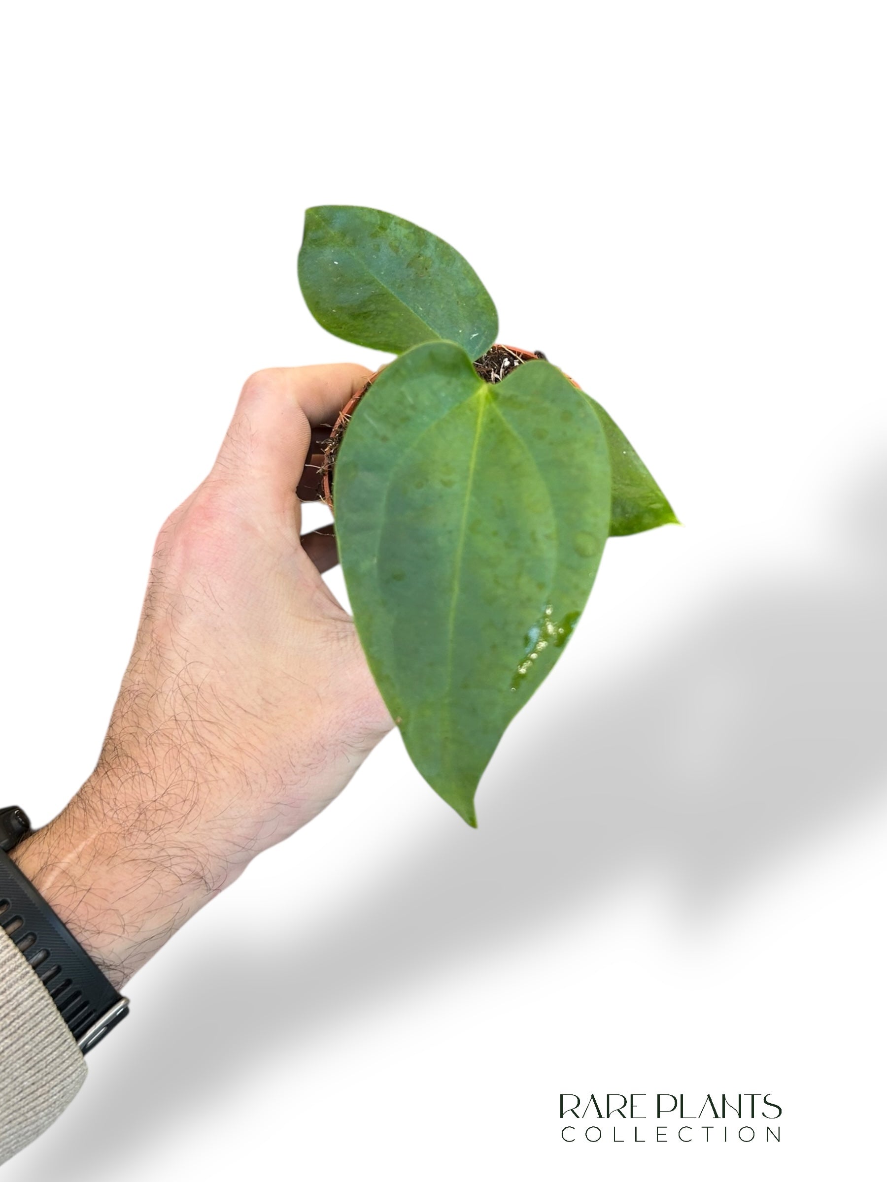 anthurium napo Anthurium Napo | Buy online