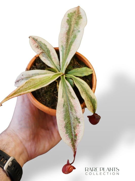 Nepenthes Viking x Ampullaria Variegata