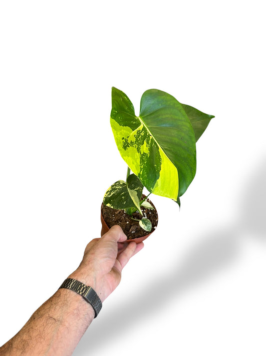 Monstera Deliciosa Aurea rare plants collection marcelarium