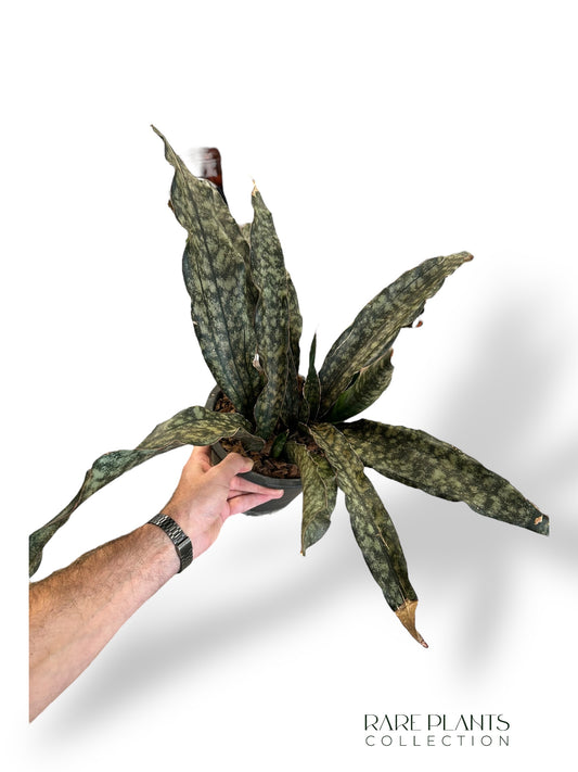 Sansevieria Copper Tone