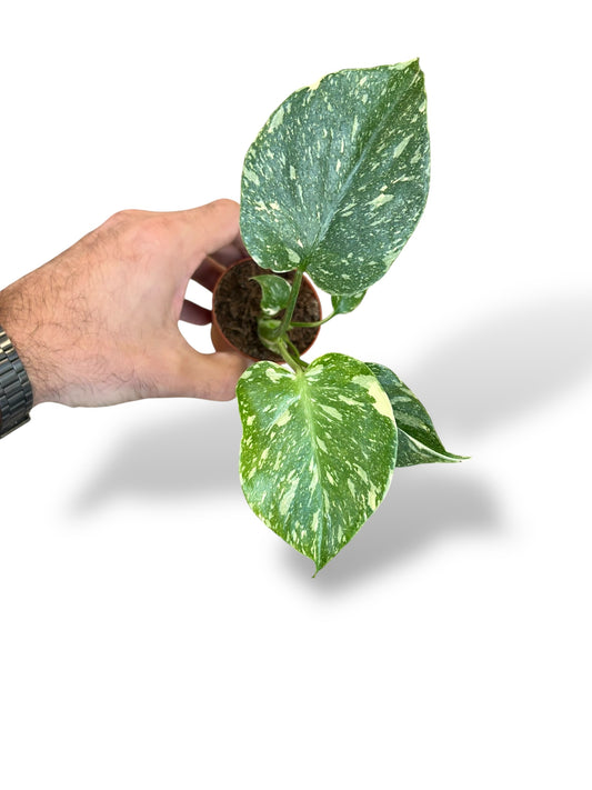 Monstera thai constellation