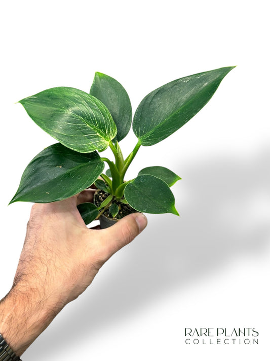 Philodendron Birkin Baby