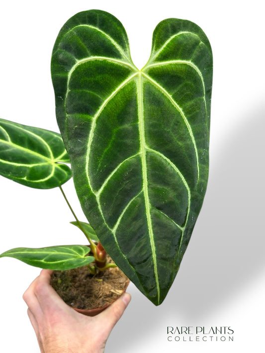 Anthurium Regale