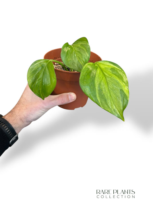 Epipremnum Manjula Gold