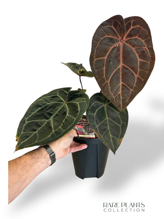 Anthurium Michelle Hot Pink x Red Velvet Cake xxl rare plants collection hybrid doc block