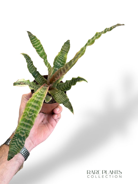 Cryptanthus Bivittatus Elaine
