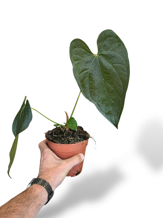 Anthurium Queen of Hearts rare plants collection