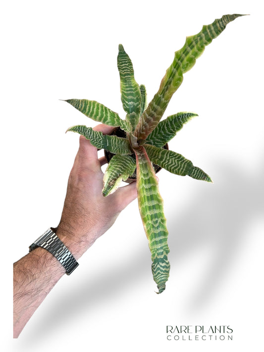 Cryptanthus Bivittatus Elaine