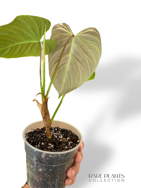 Philodendron Majestic rpc rare plants collection plante hybride verrucosum x sodiroi marcelarium